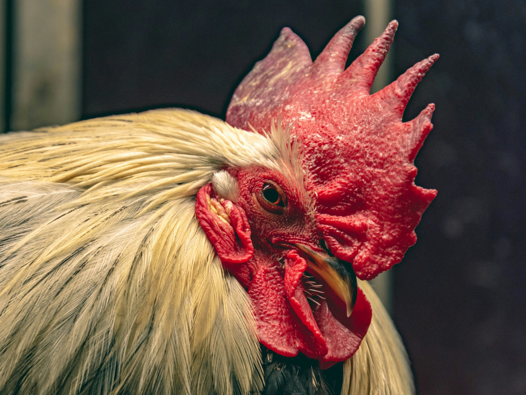 rooster with cyanotic comb