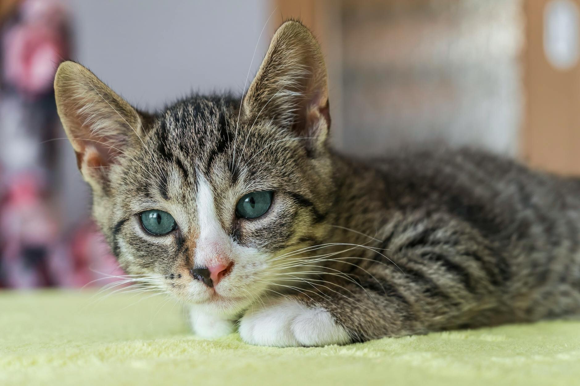 kitten laying on blanket