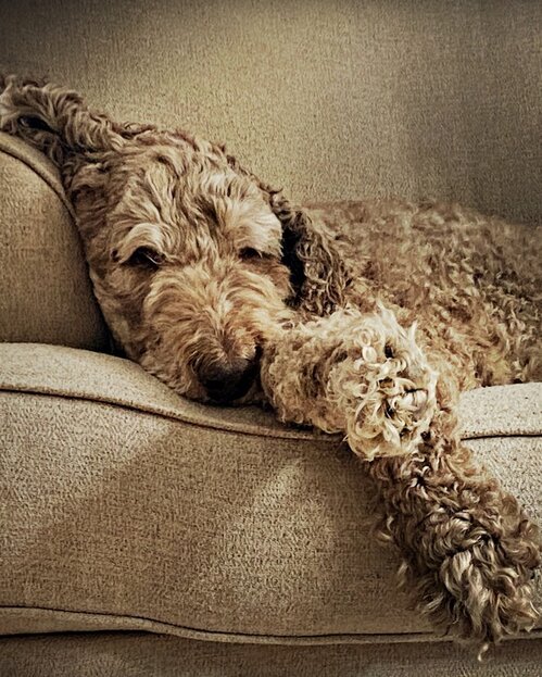labradoodle resting on sofa