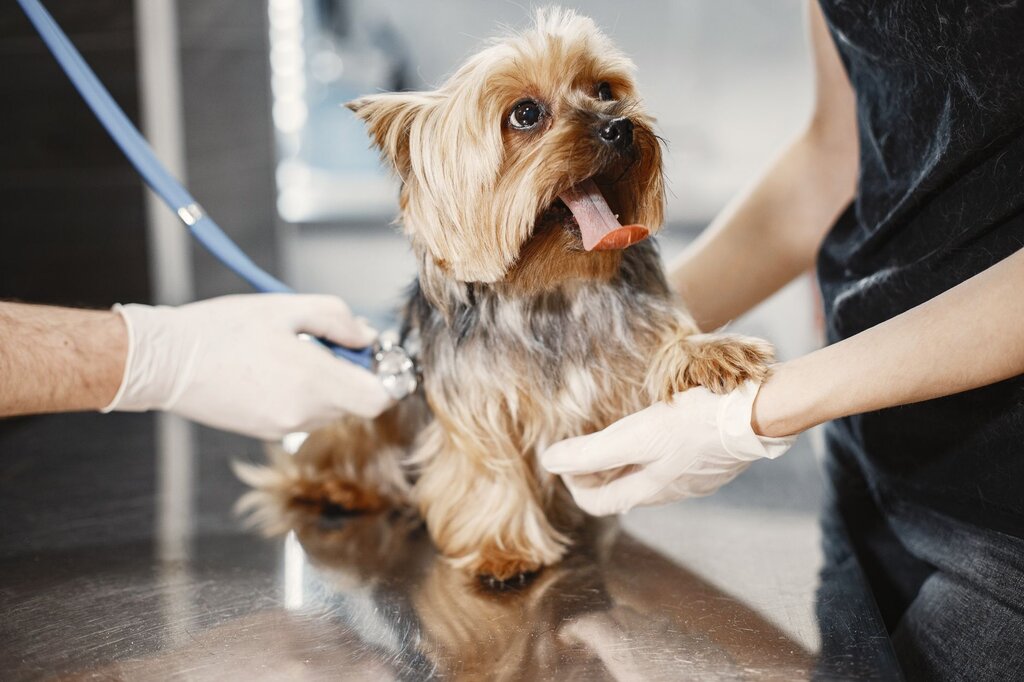 small terrier being checked at the vet