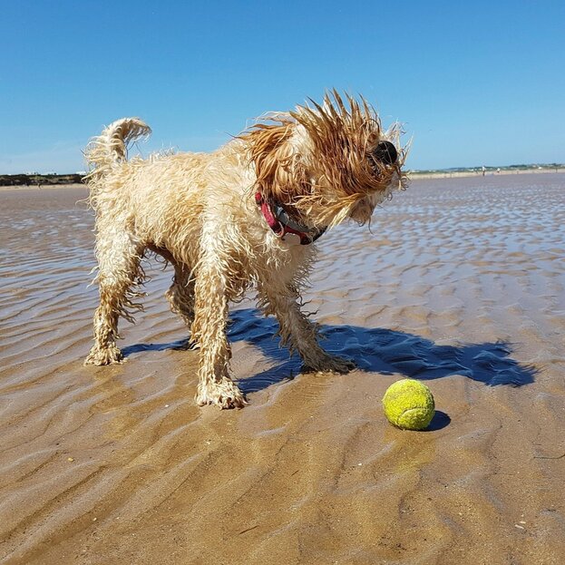 spoodle shaking off coat at beach
