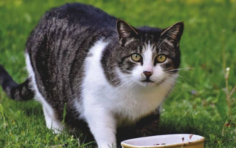 overweight cat on grass
