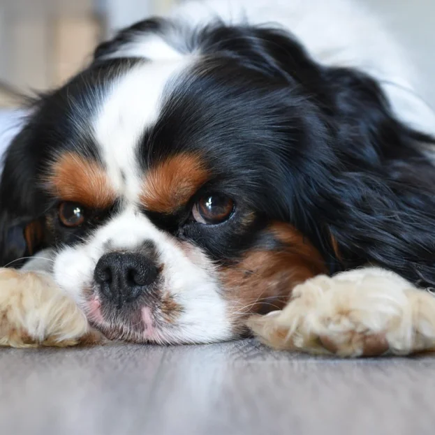 cavalier lying flat on floor