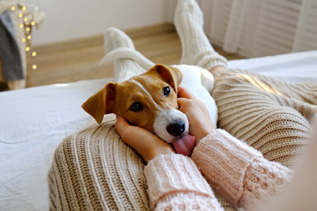 dog and human cuddling