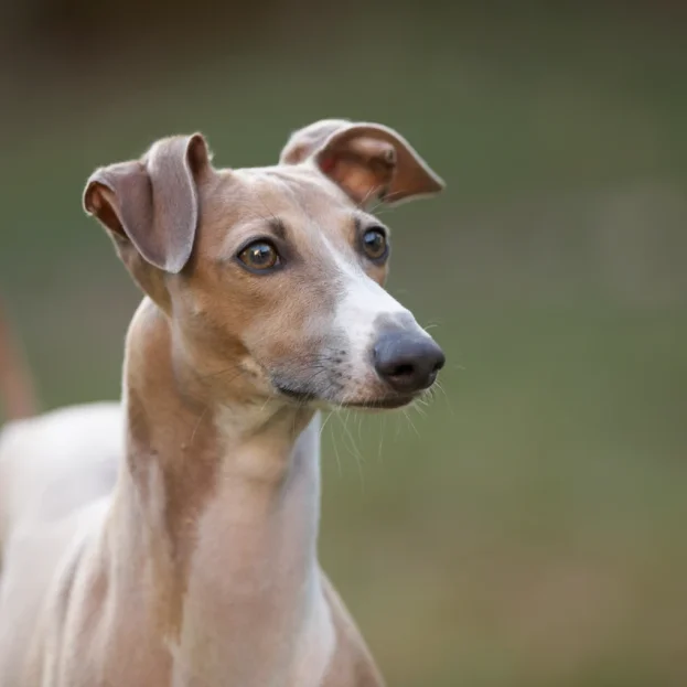 close up of italian greyhound