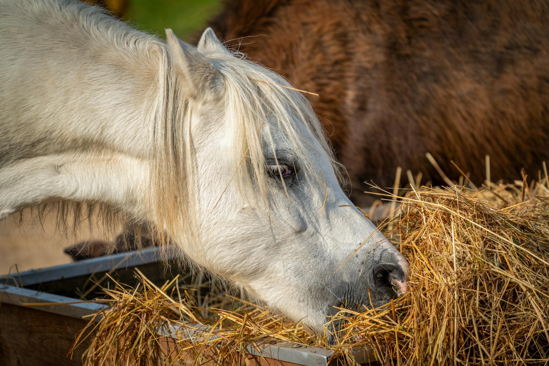 horse eating hay
