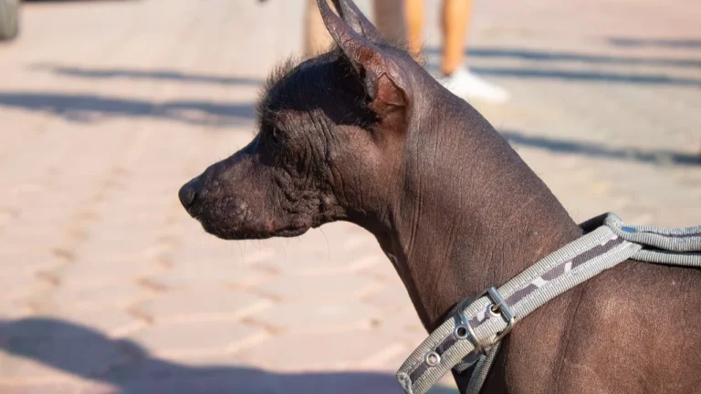 Xoloitzcuintli  wearing harness outdoors