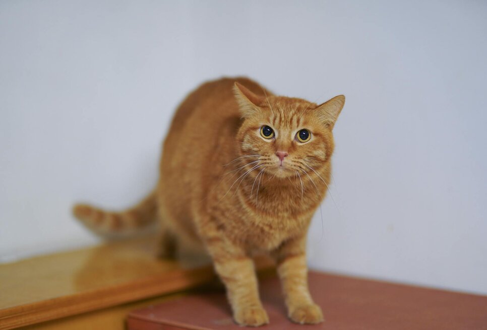 worried cat crouching