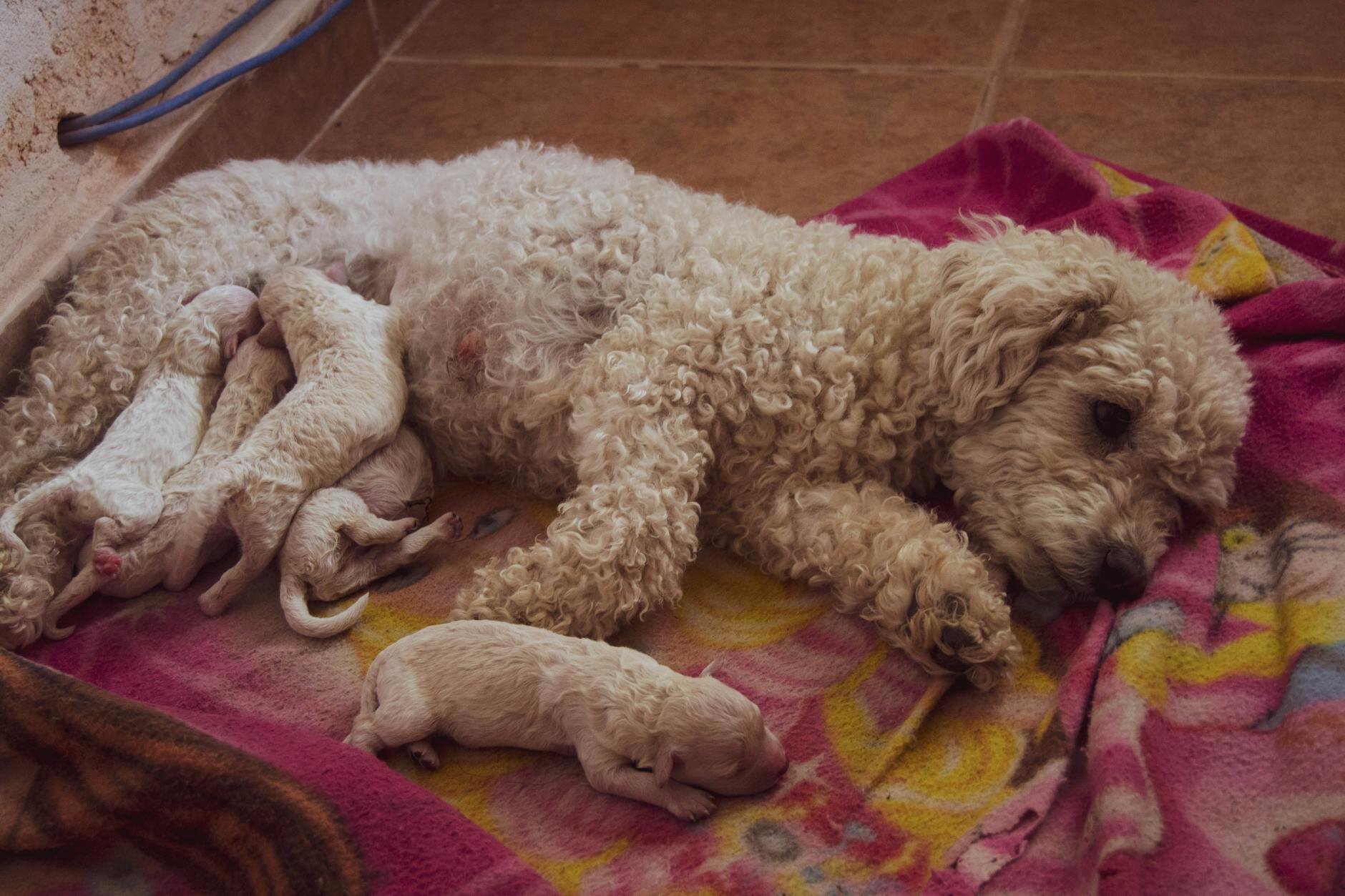 mum with litter of puppies suckling
