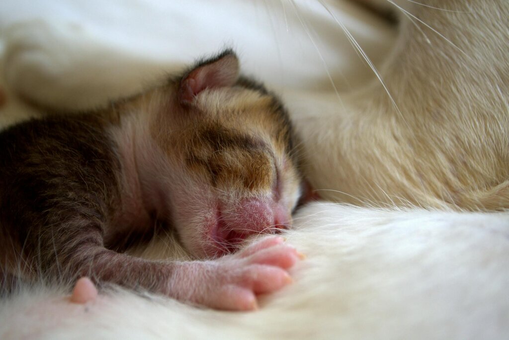 newborn kitten feeding from mum