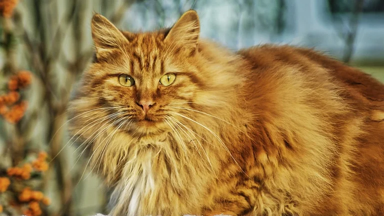 ginger norwegian forest cat outdoors