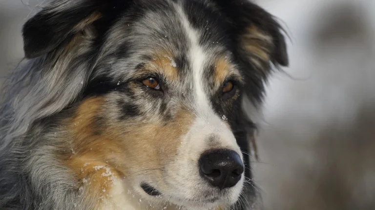 australian-shepherd-health