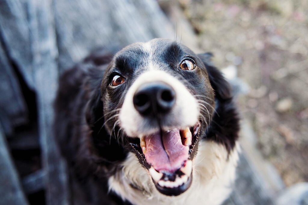 border collie panting, looking up at camera
