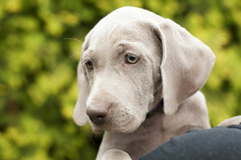weimaraner puppy being held over shoulder