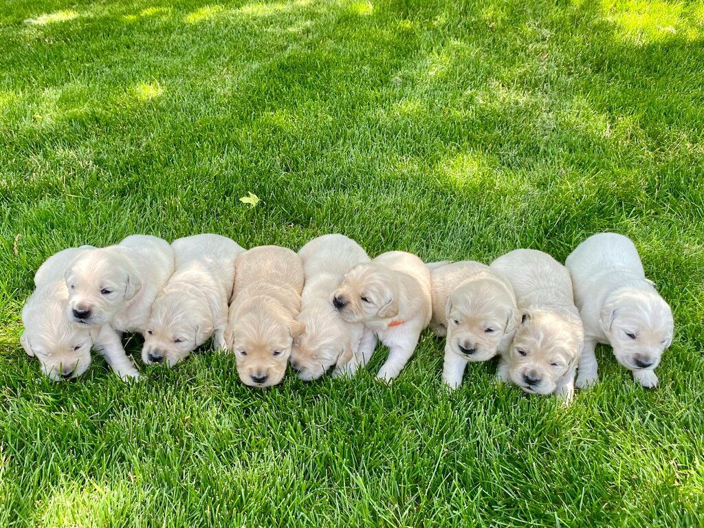 litter of puppies on grass