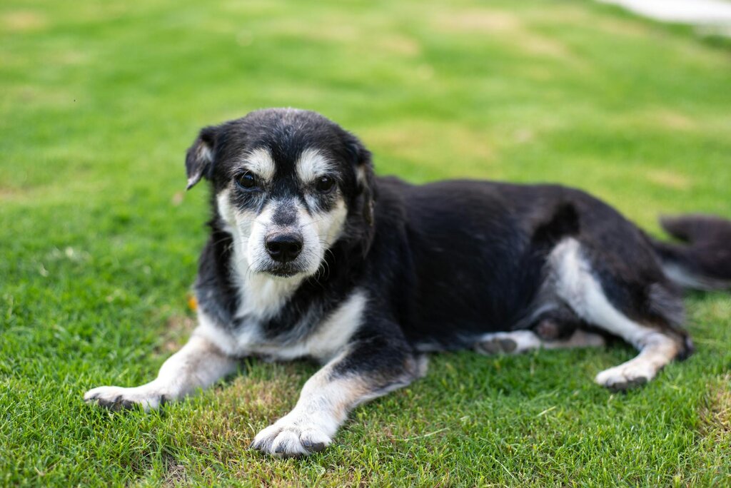 old dog lying on grass