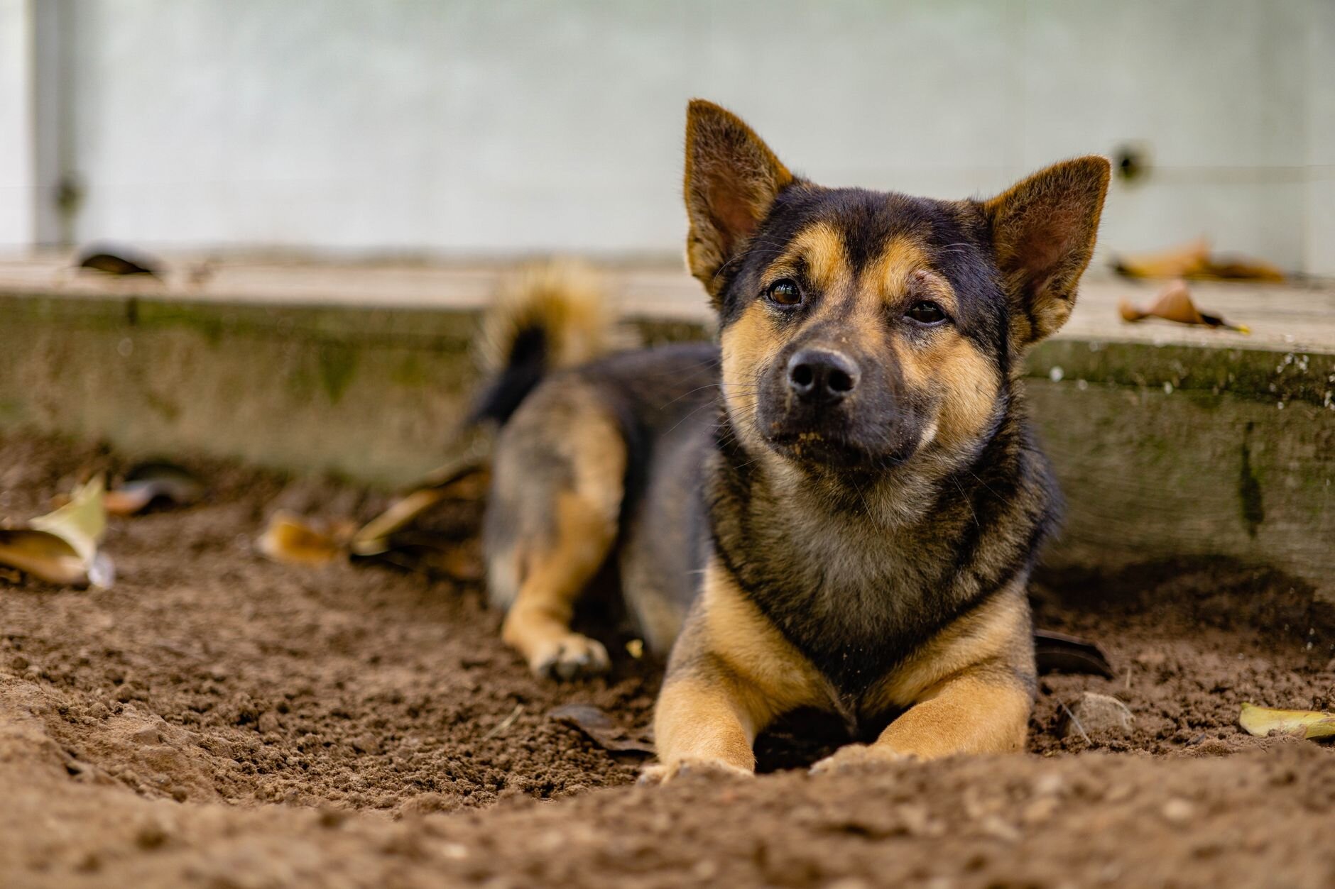 kelpie lying in dirt
