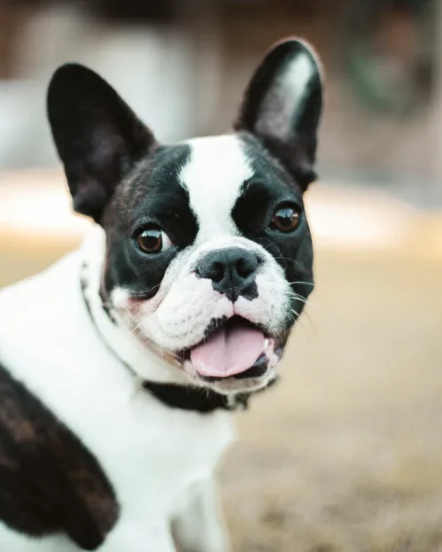 black and white french bulldog panting