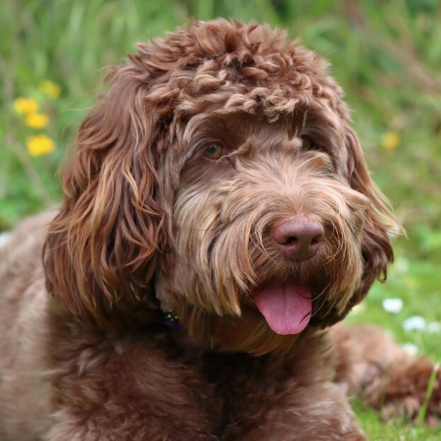 chocolate spoodle lying on grass panting