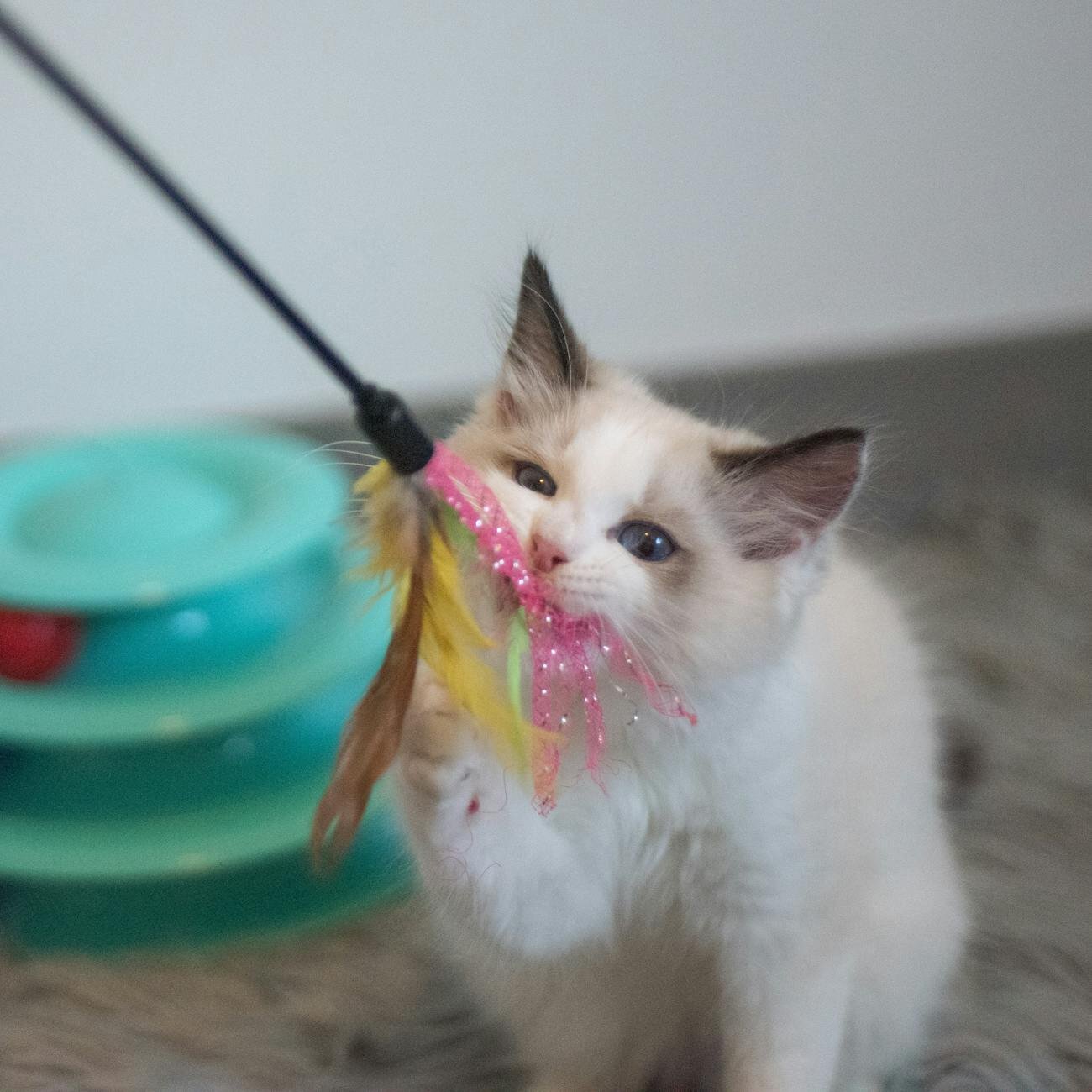 ragdoll cat playing with a feather teaser