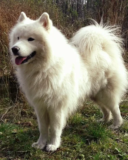 samoyed standing outdoors