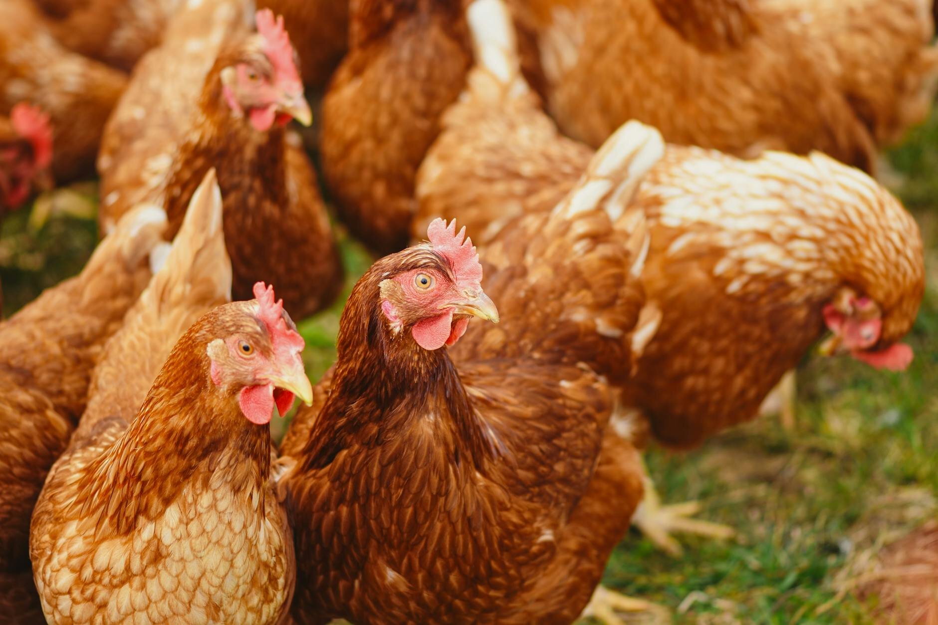 flock of chickens on grass