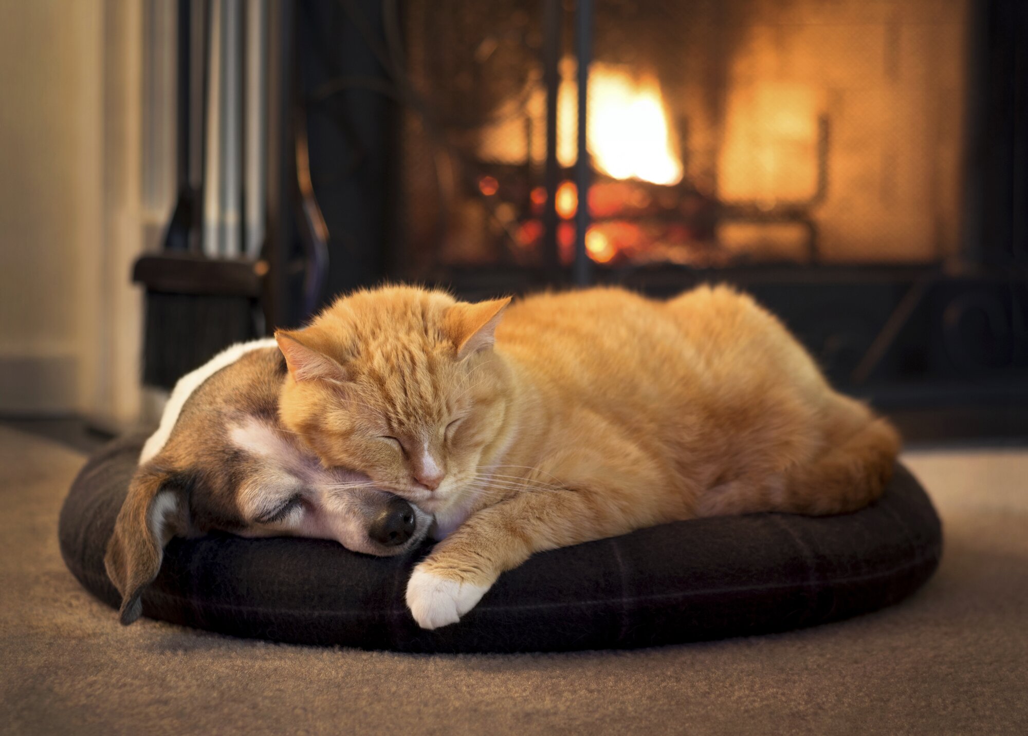 dog and cat snuggling in a bed together by a fire
