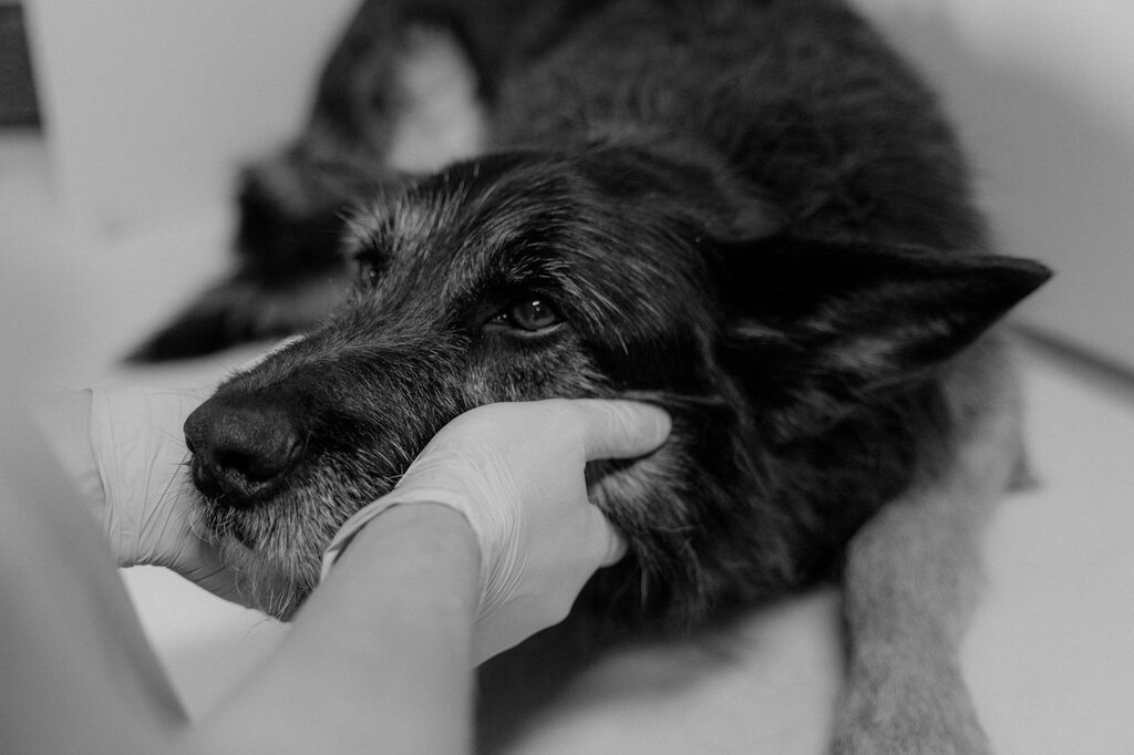 sad dog with head resting in a gloved human hand