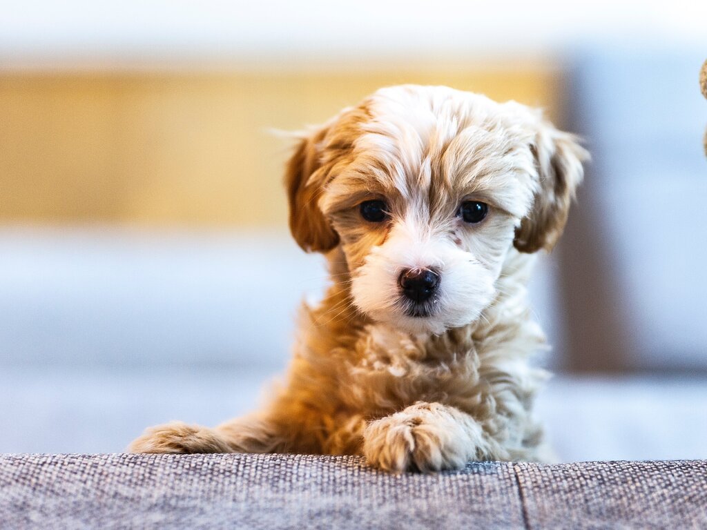 white and brown oodle puppy lying and looking at camera