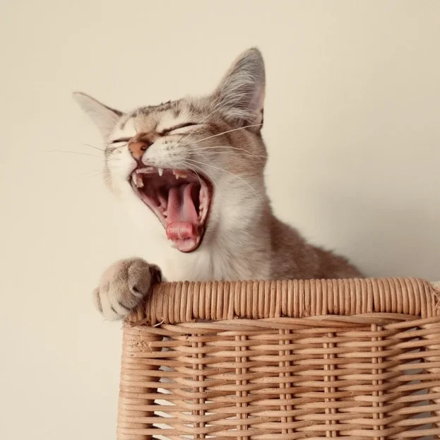 burmilla yawning widely while sitting in basket