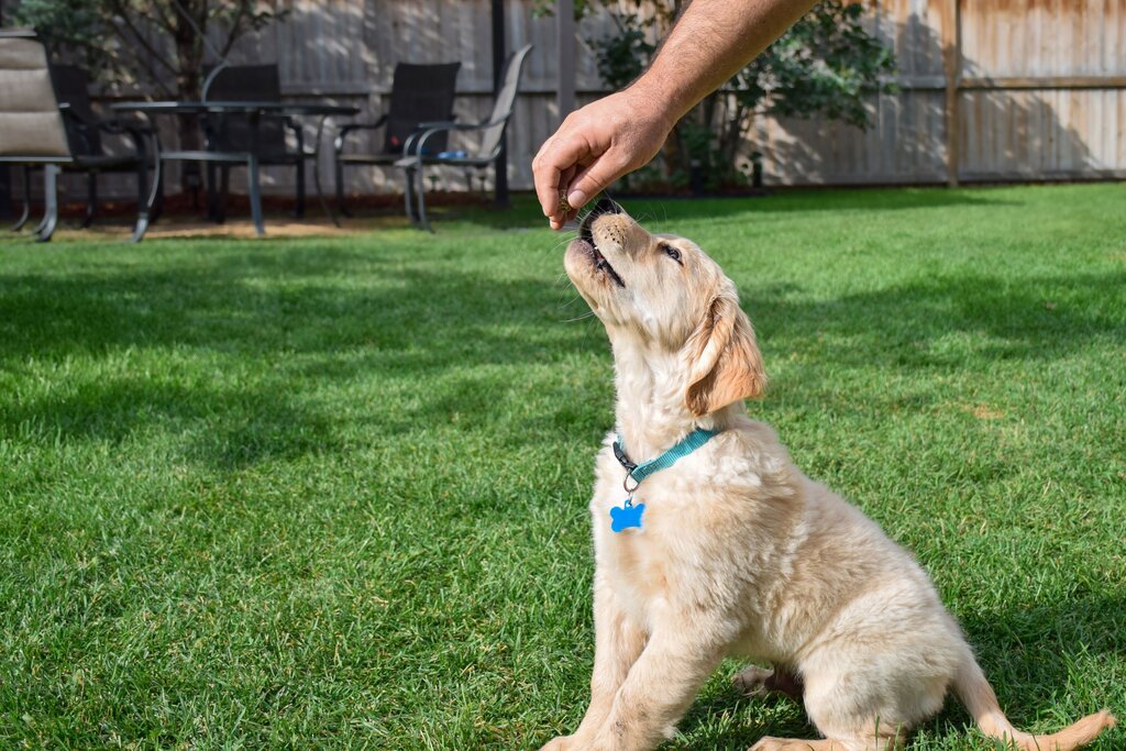a golden retriever puppy on grass receiving a tablet or chew