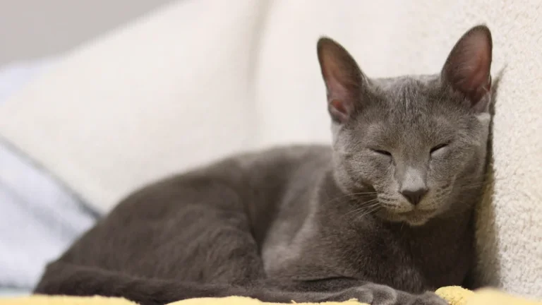 Russian Blue cat resting