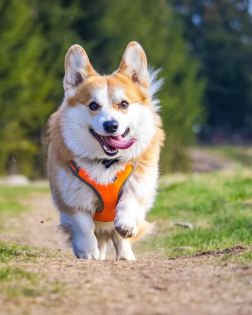 corgi wearing bright orange harness running through park