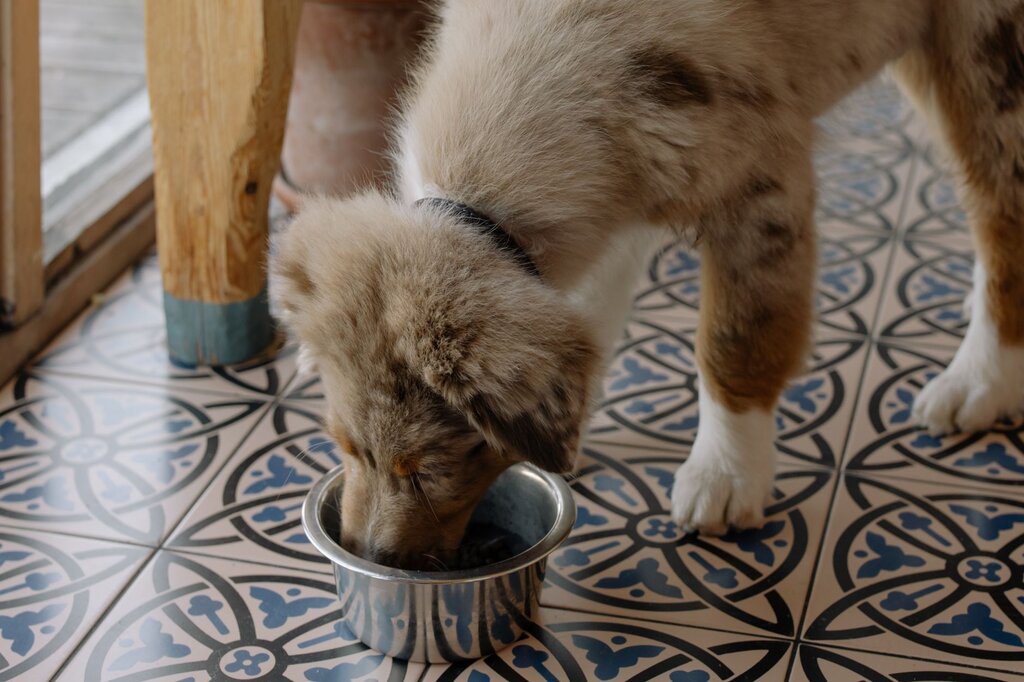 puppy eating from stainless steel bowl on tiled floor