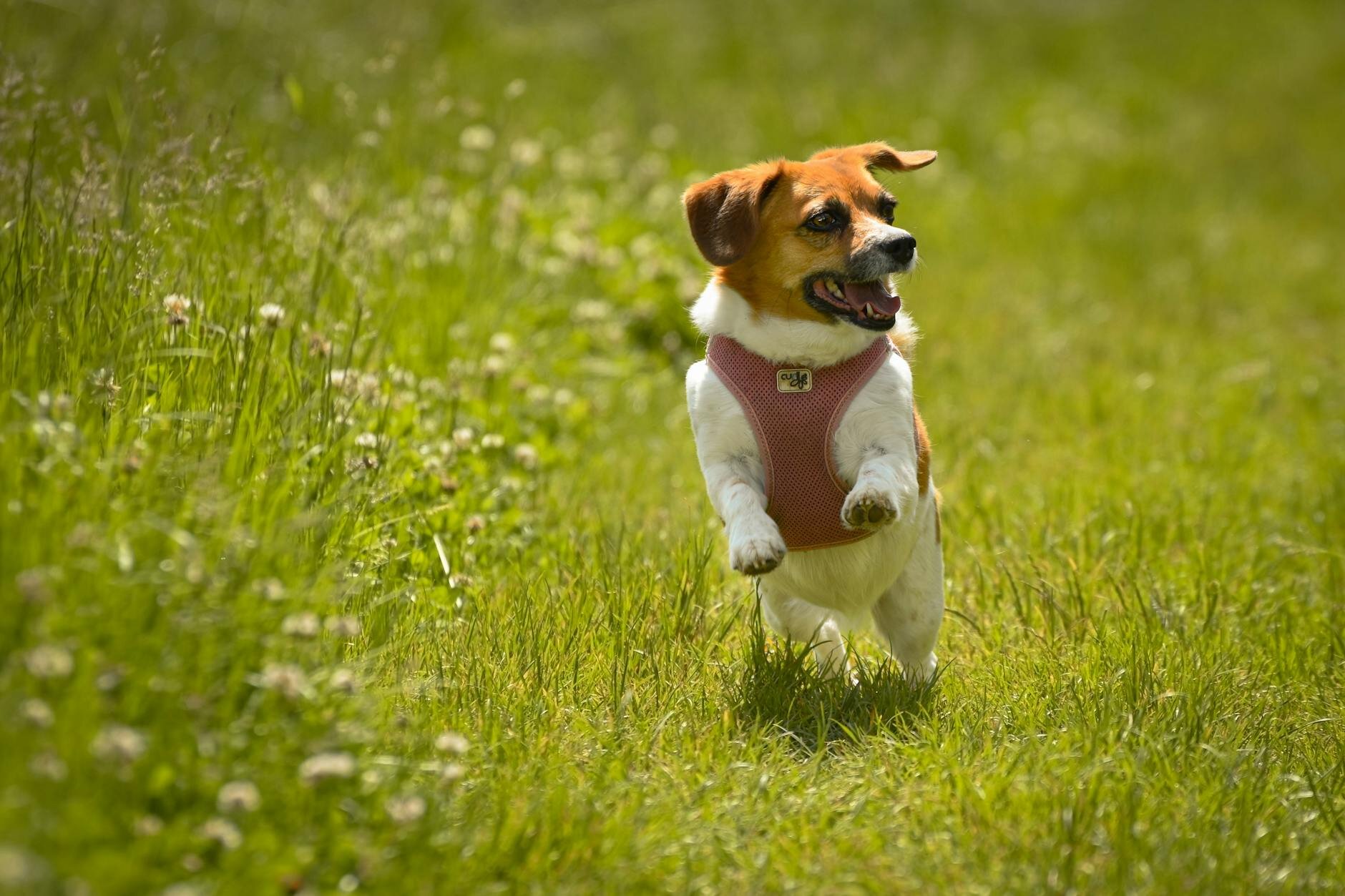 small dog running through grass wearing harness