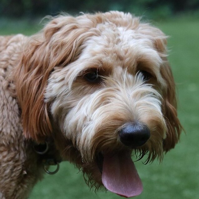 groodle looking at camera panting