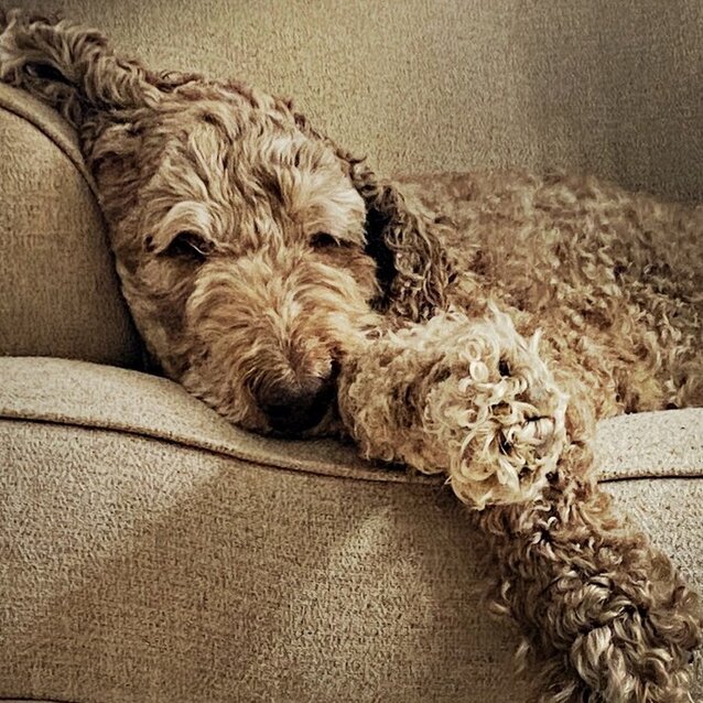 labradoodle resting on sofa