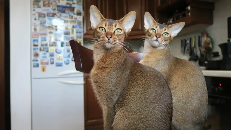 2 abyssinians sitting on kitchen chair looking at camera
