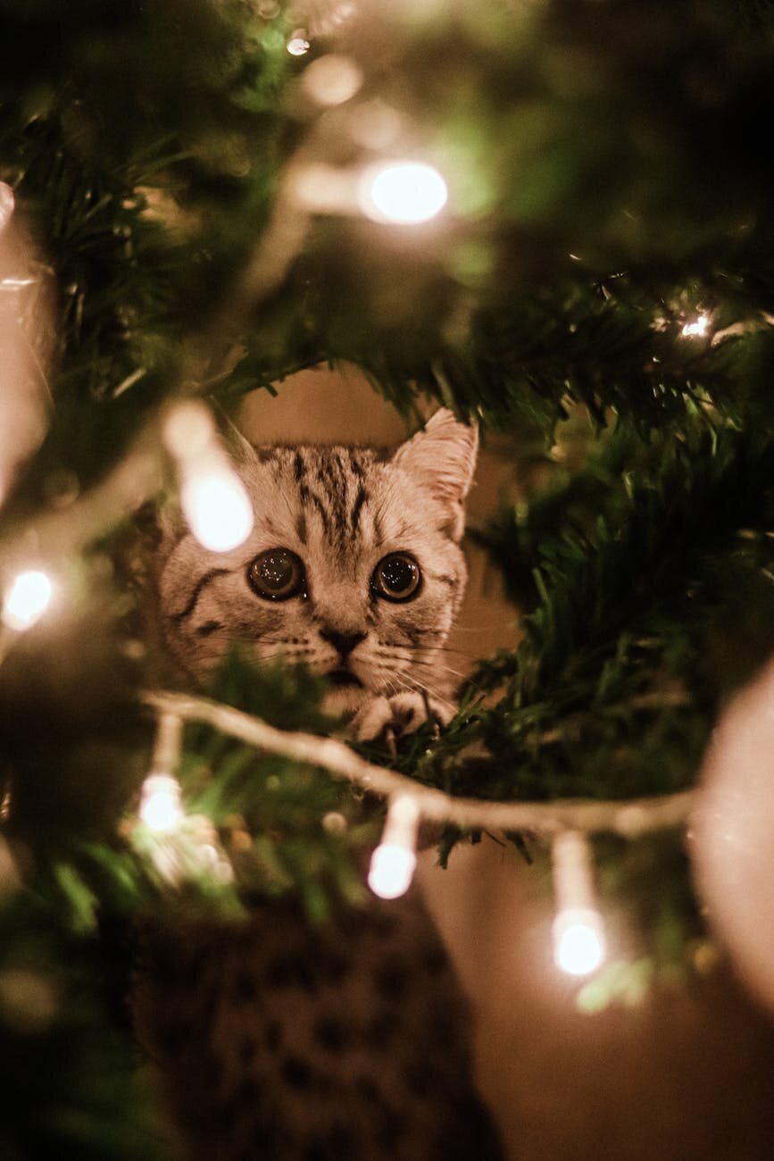 cat looking through Christmas tree