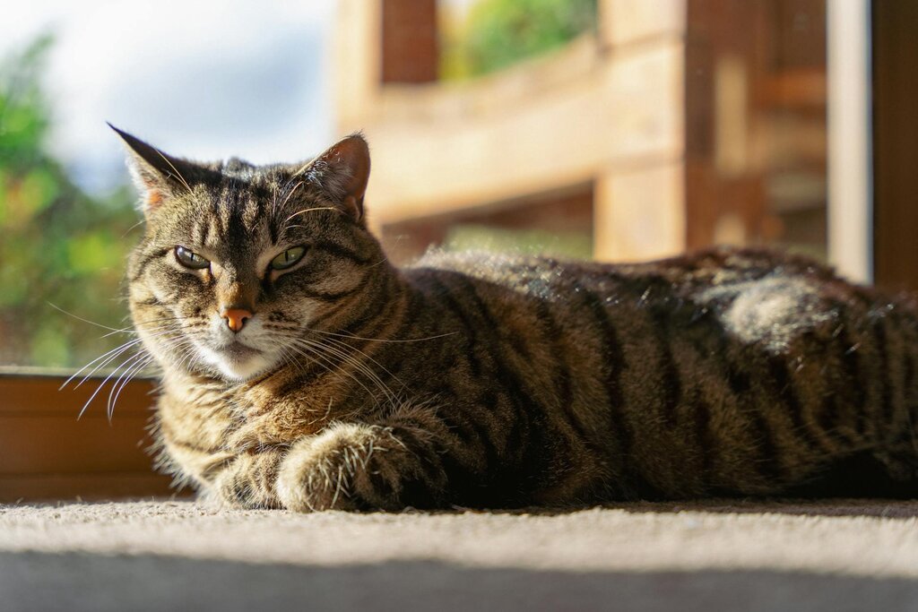 tabby cat lying on window sill in the sun