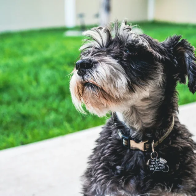 schnauzer outdoors, with green grass in background