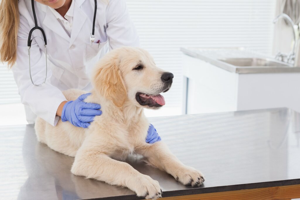 A young golden retriever being checked by a female vet