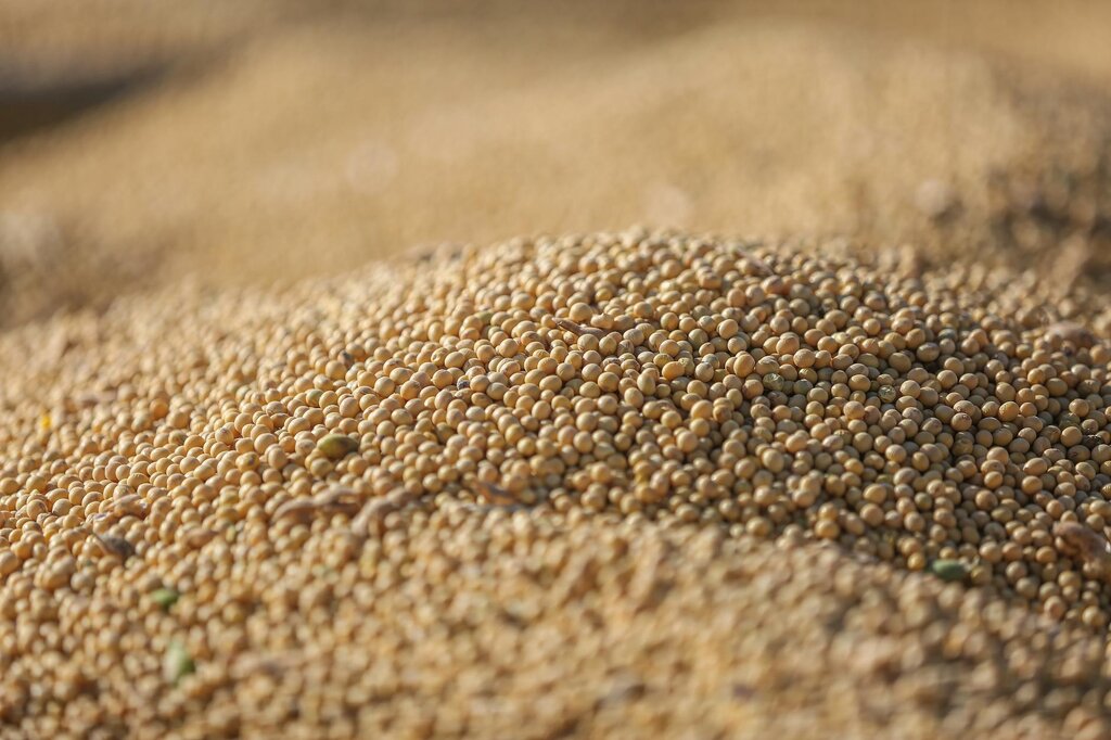 soybeans