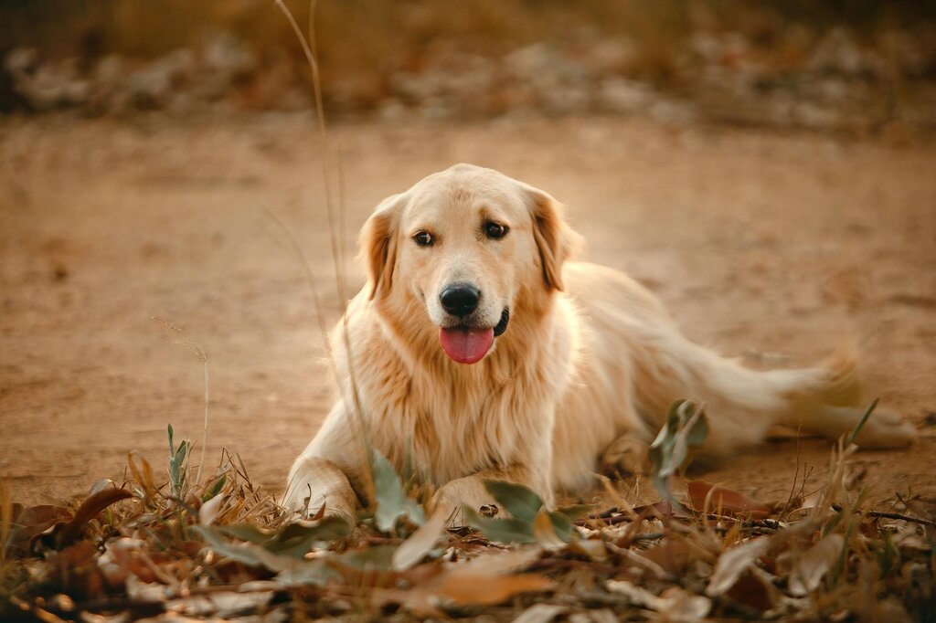 golden reriever lying on dirt