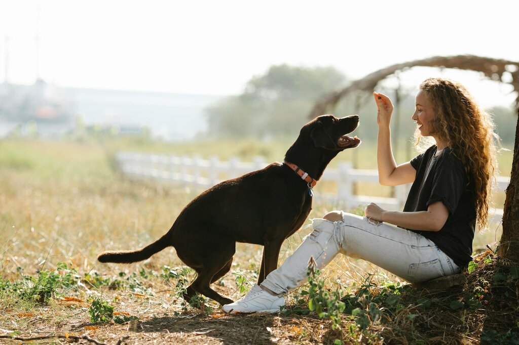 brown labrador learning to sit with owner holding a treat out