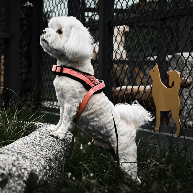 maltese wearing harness standing on log