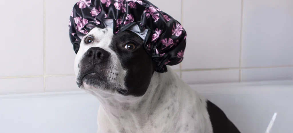 staffy wearing a shower cap