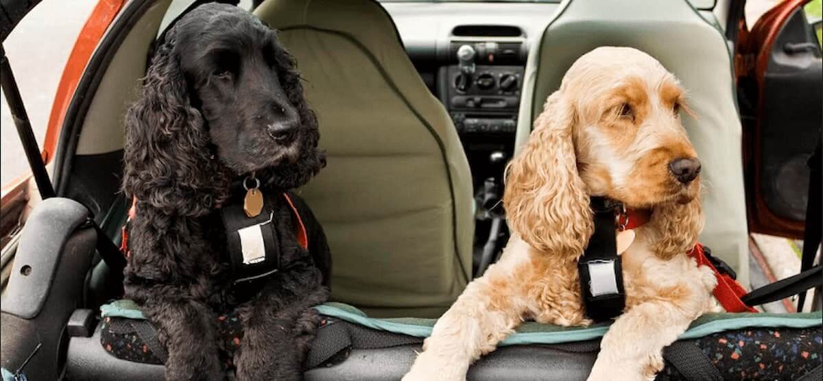 2 cocker spaniels in car