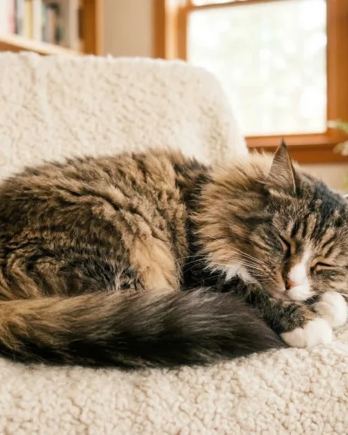 norwegian forest cat sleeping