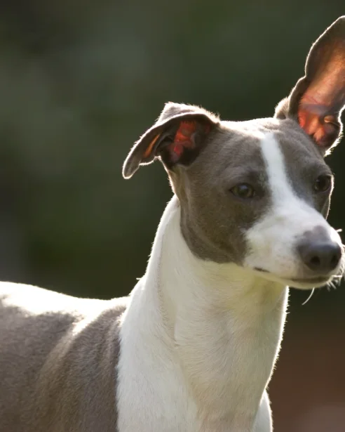 italian greyhound backlit by sunshine